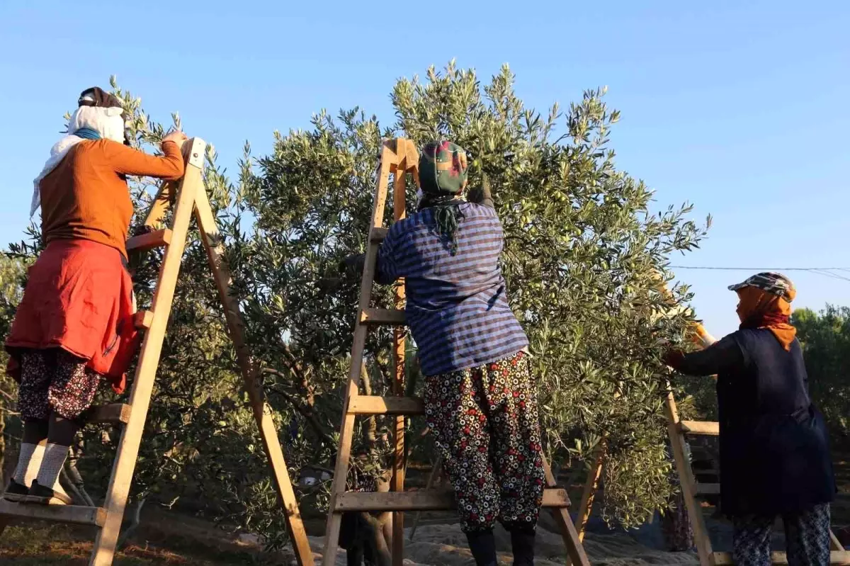 Altınova’da Geleneksel Zeytin Hasadı Yapıldı